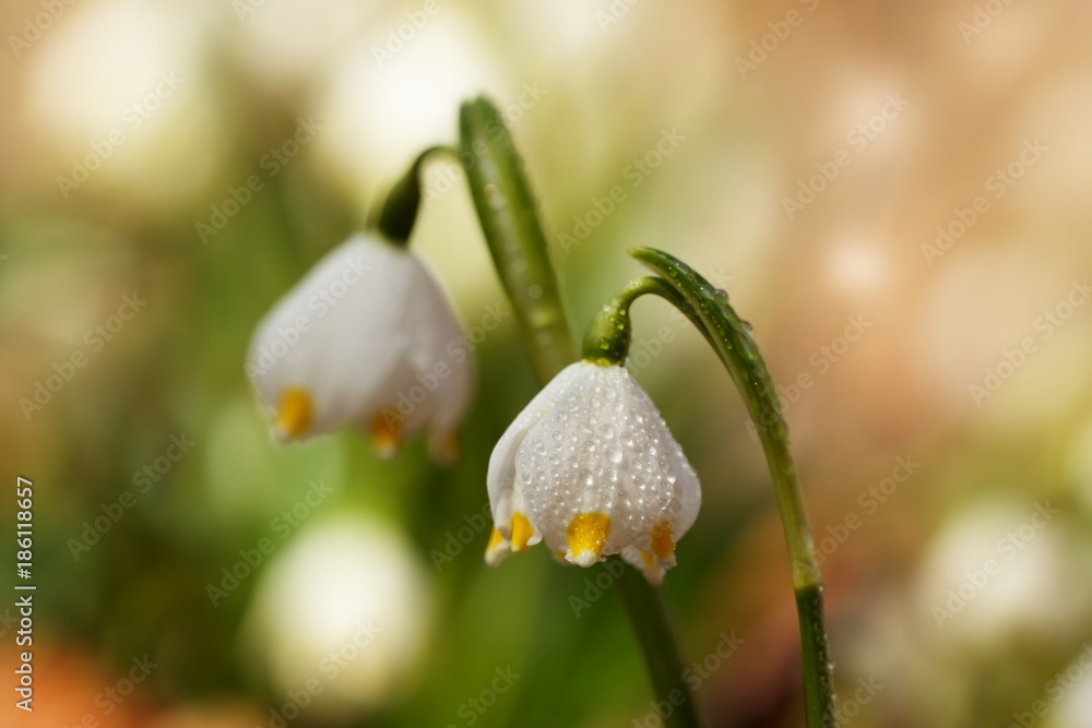 Leucojum vernum. Czech nature. Spring wildlife. Spring. Beautiful plant. A rare plant of Czech nature.This is primarily a European species. Leucojum vernum. Czech nature. Spring wildlife. Spring. Beautiful plant. A rare plant of Czech nature.This is primarily a European species.