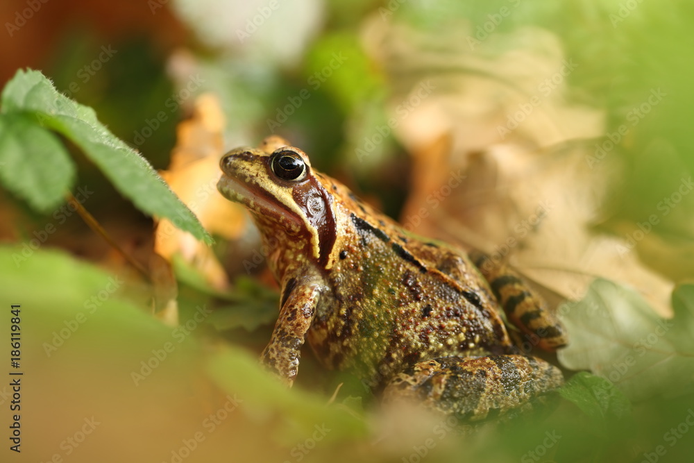 Fototapeta premium Rana temporaria. Wild nature of Czech. Frog in leaves. Brown frog. Frog photographed in the woods. Free nature.