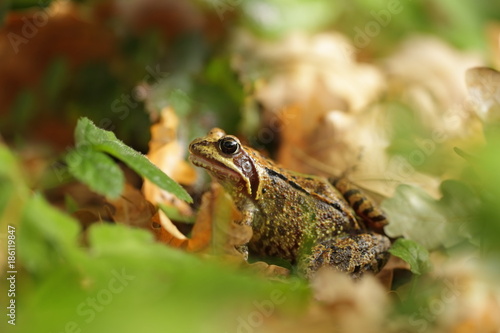 Rana temporaria. Wild nature of Czech. Frog in leaves. Brown frog. Frog photographed in the woods. Free nature.