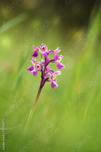 Orchidaceae. The wild nature of the Czech Republic. A rare plant of wild nature. Plant in the grass. Beautiful picture. Spring nature.