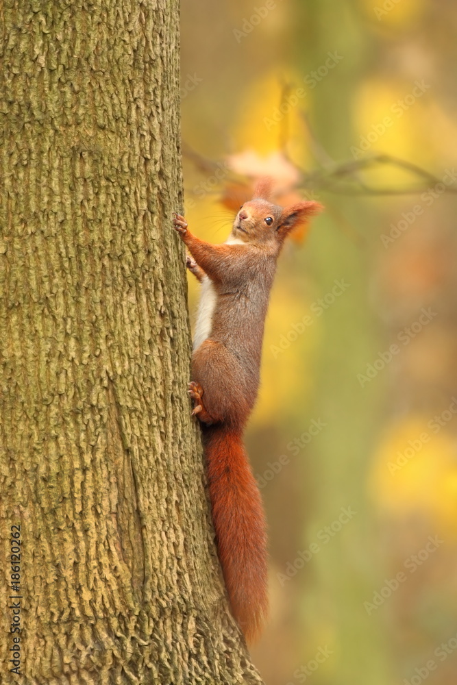 Fototapeta premium The squirrel was photographed in the Czech Republic. Squirrel is a medium-sized rodent. Inhabiting a wide territory ranging from Western Europe to Eastern Asia.Animal in the wild. Beautiful picture of