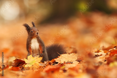 The squirrel was photographed in the Czech Republic. Squirrel is a medium-sized rodent. Inhabiting a wide territory ranging from Western Europe to Eastern Asia.Animal in the wild. Beautiful picture of