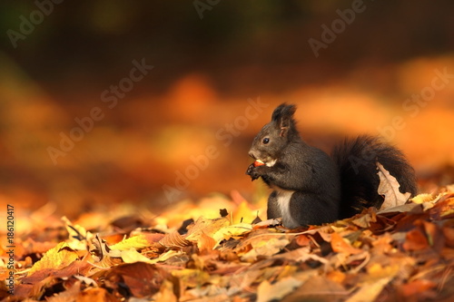 The squirrel was photographed in the Czech Republic. Squirrel is a medium-sized rodent. Inhabiting a wide territory ranging from Western Europe to Eastern Asia.Animal in the wild. Beautiful picture of