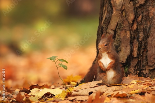 The squirrel was photographed in the Czech Republic. Squirrel is a medium-sized rodent. Inhabiting a wide territory ranging from Western Europe to Eastern Asia.Animal in the wild. Beautiful picture of