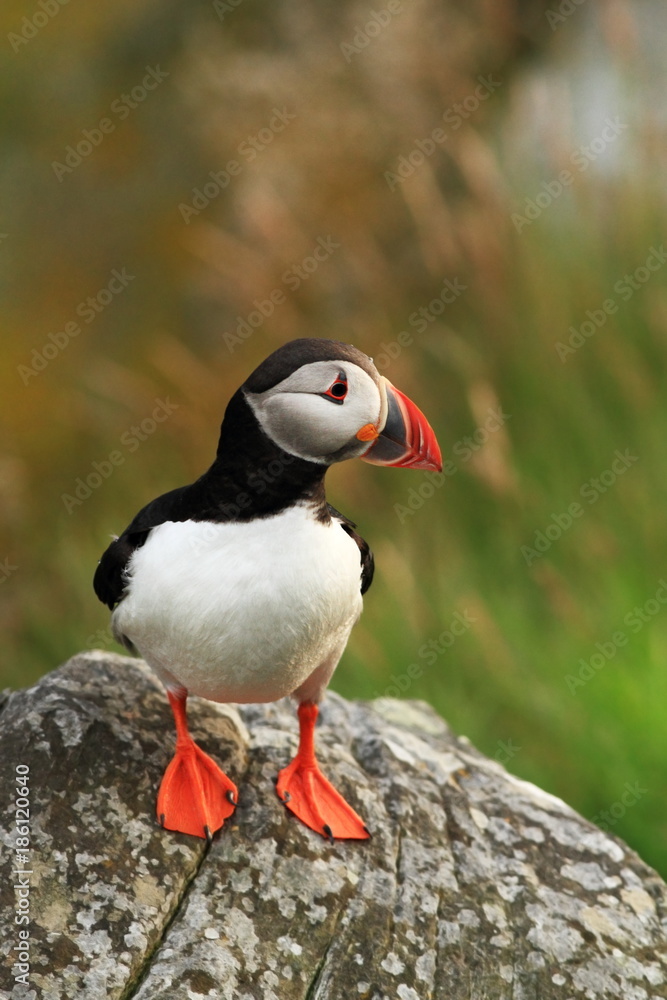 Puffin. Puffins are any of three small species of alcids in the bird genus Fratercula with a brightly coloured beak during the breeding season. Puffin. Puffins are any of three small species of alcids in the bird genus Fratercula with a brightly coloured beak during the breeding season.