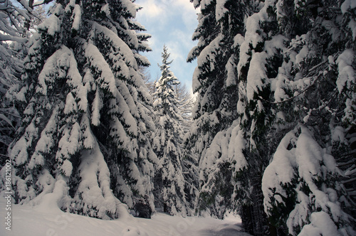 Winter scenery in a mountain forest. Tatra Mountains. Poland.