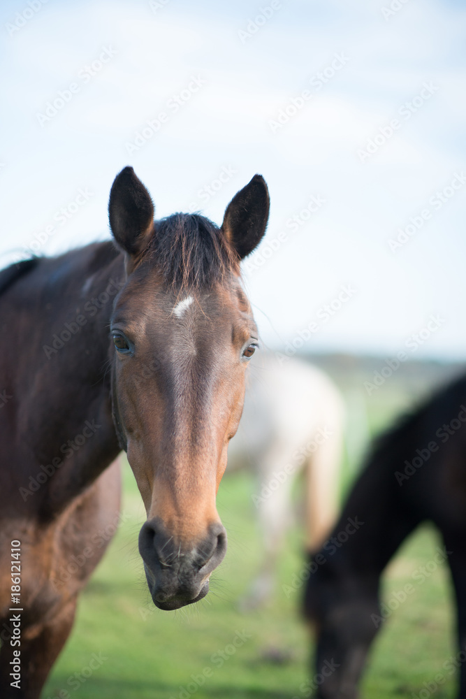 Portrait Leutstettener Stute Portrait Leutstettener Stute