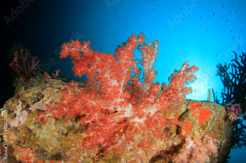 Fototapeta Naklejka Na Ścianę i Meble -  Underwater fish on coral reef