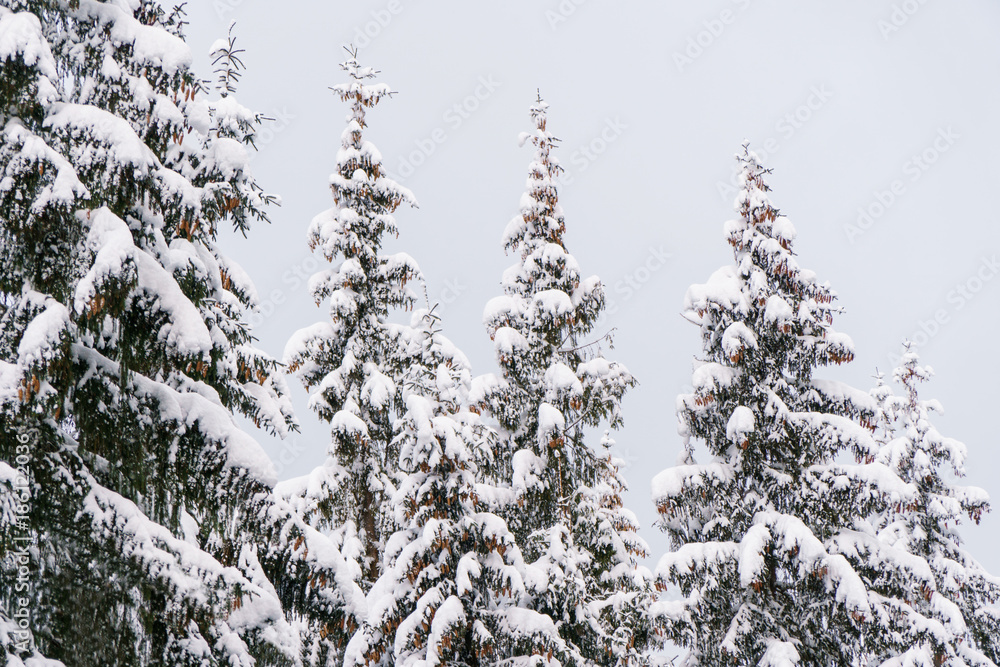 Fir tree tops full os snow. Winter forest picture.