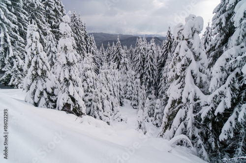 Winter forest in mountains with white fir trees. © juhrozian