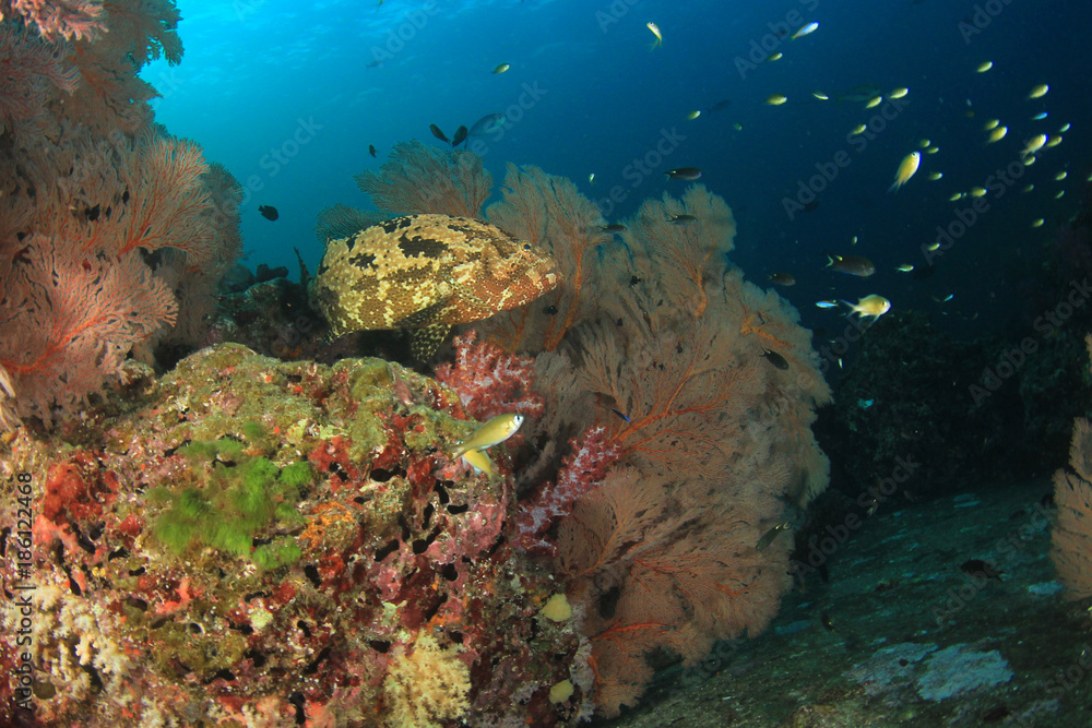 Fototapeta premium Underwater fish on coral reef