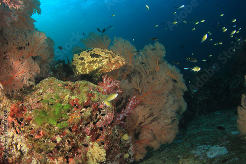 Underwater fish on coral reef