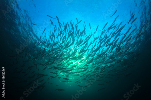 Barracuda fish school underwater