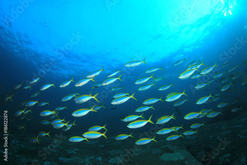 Fototapeta Naklejka Na Ścianę i Meble -  Sardines fish underwater in ocean