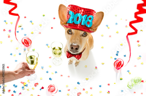 happy new year dog © Javier brosch