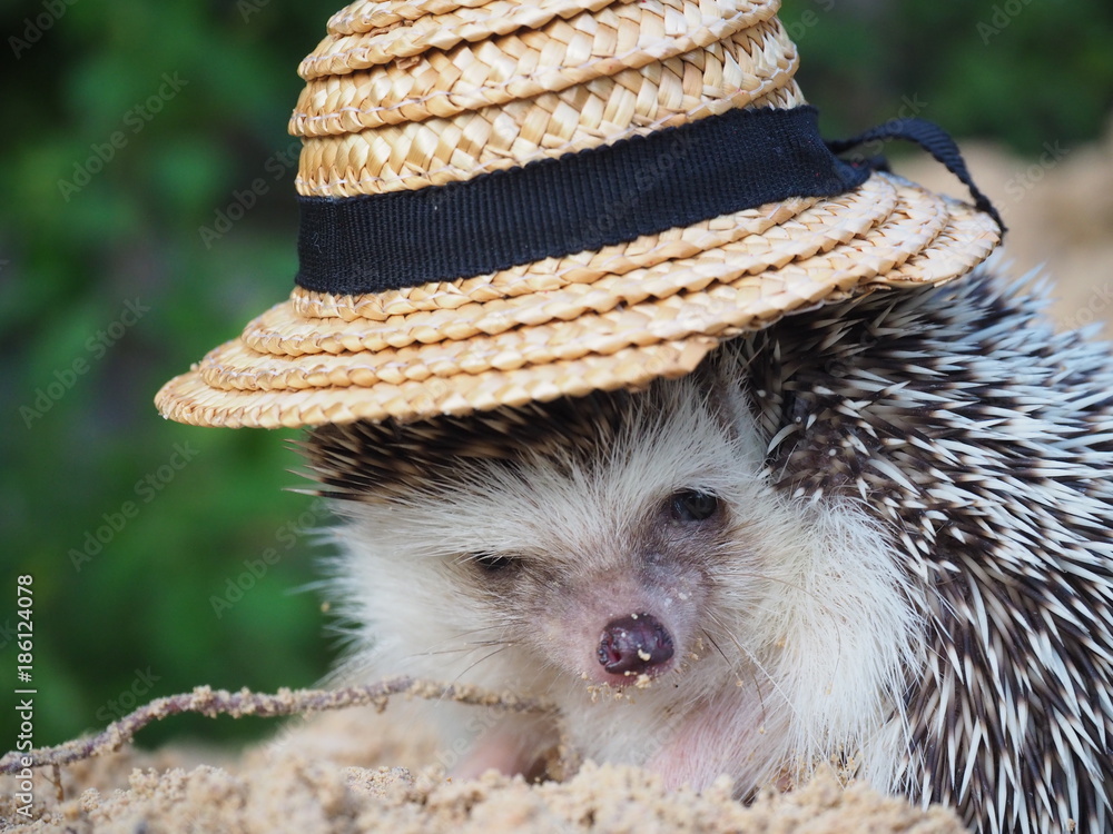 A little hedgehog wearing small hat Stock Photo | Adobe Stock