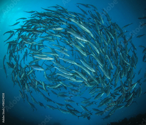 Tuna fish circling underwater