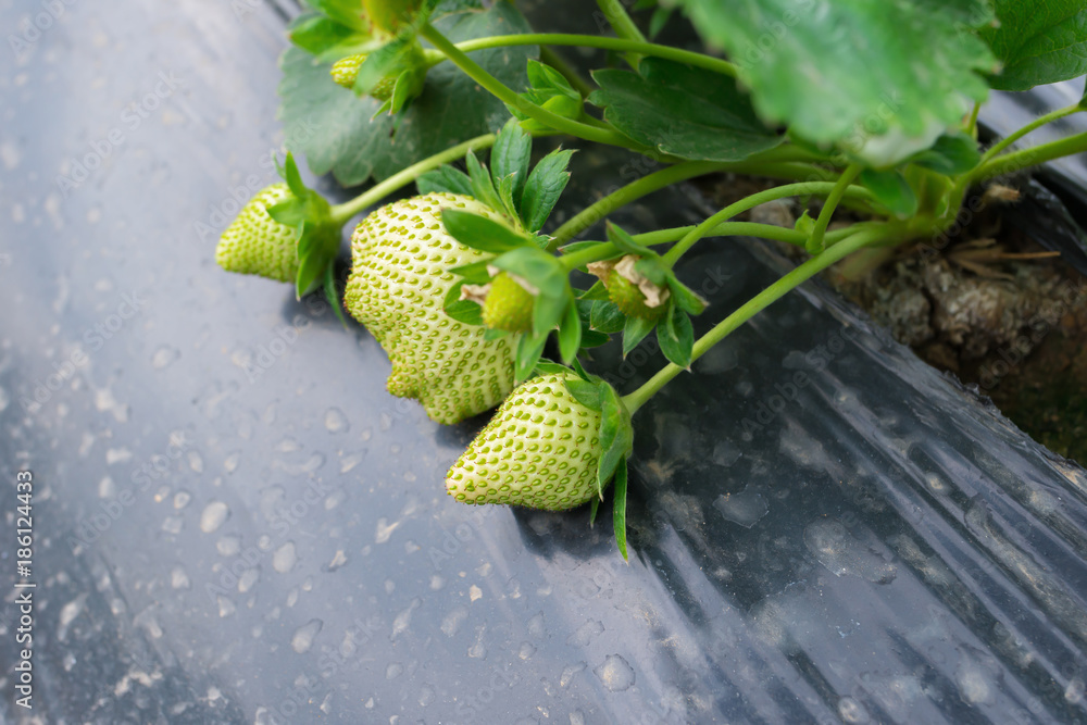fresh green strawberries in field fresh green strawberries in field