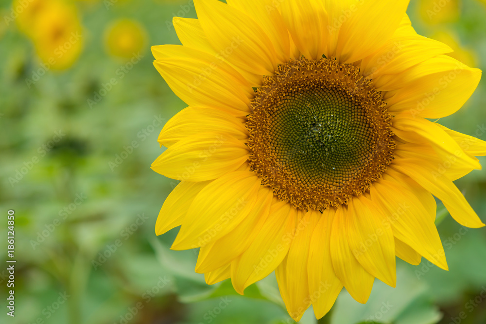sun flower close up