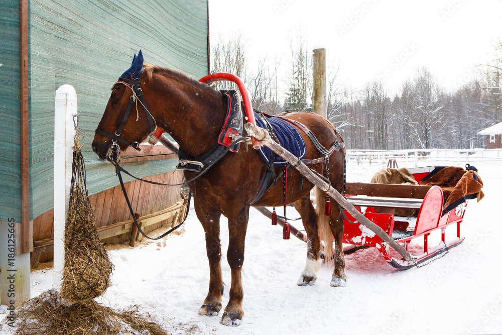 Winter sleigh rides pulled by horses in falling snow. Horse-drawn sleigh. Harnessed to the sled equine. Fun horse riding through in the cart.   
