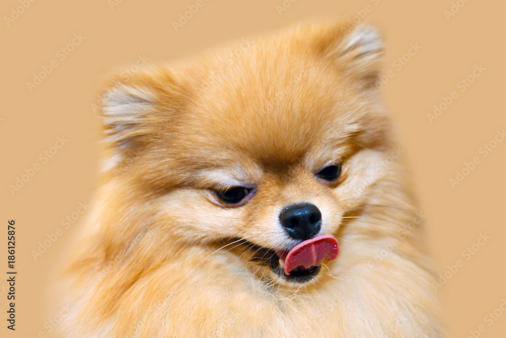 Yellow cute fluffy dog. Portrait of Spitz isolated. A pink tongue adorable doggy.