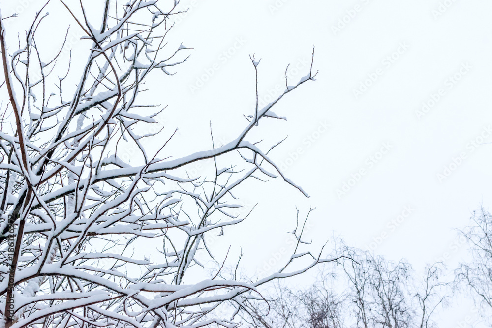 Winter snowy tree branches