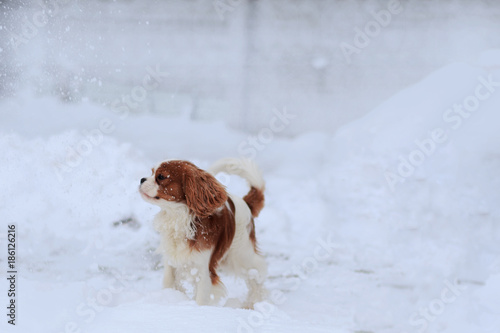Fototapeta Naklejka Na Ścianę i Meble -  The dog a King Charles Spaniel runs on white snow in the winter.