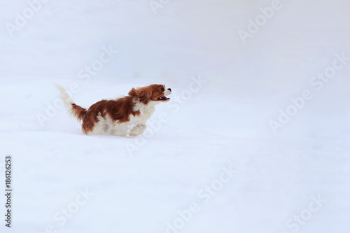 The dog a King Charles Spaniel runs on white snow in the winter.