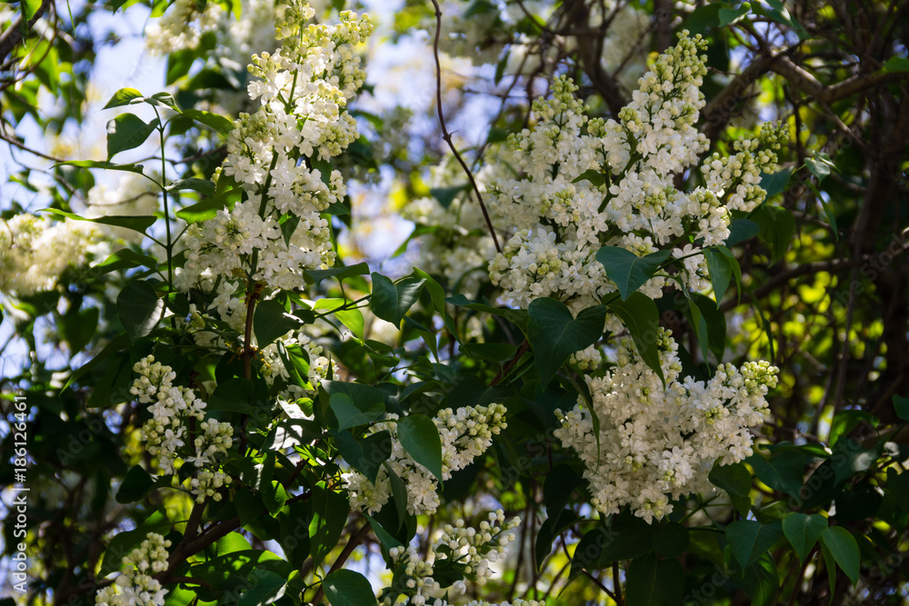 White lilac flowers on a bush White lilac flowers on a bush