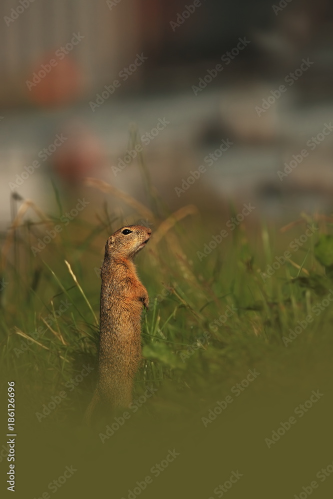 Obraz premium Spermophilus citellus. Wild nature of Czech. The animal on the meadow. In the grass. Beautiful nature. Free nature. The wilderness of Europe.