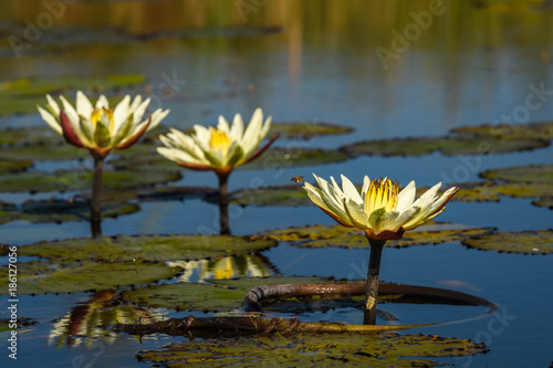 Trio of yellow water lilies  with a bee at the first flower  lined up in the water amongst lily pads  Okavango Delta  Botswana  Africa  