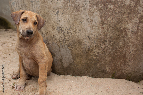 baby brown dog sit near retro wall  © Sutthisak