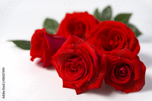 Beautiful red rose flowers isolated on the white background