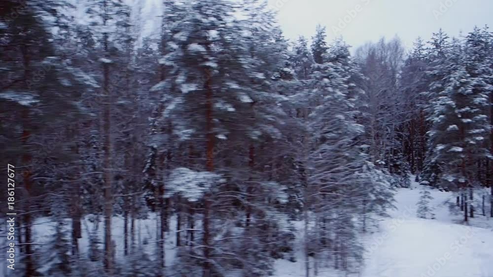 winter forest from the window of the train winter forest from the window of the train