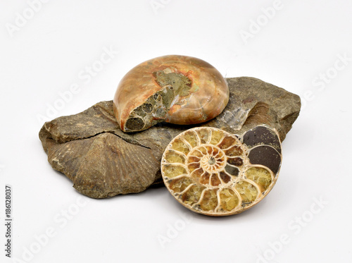 Fossils Arranged on White Background