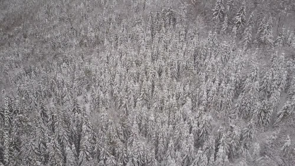 Aerial view. Mountains with trees covered with snow in winter. Winter landscape. Snowing in nature Aerial view. Mountains with trees covered with snow in winter. Winter landscape. Snowing in nature