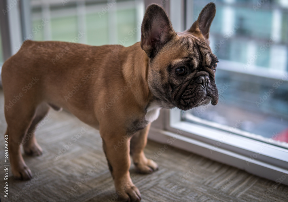 French bulldog looking out window indoors