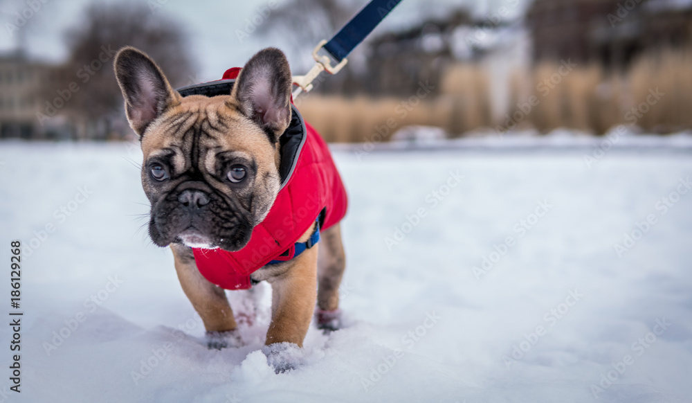 French bulldog walking in snow park on a leash French bulldog walking in snow park on a leash