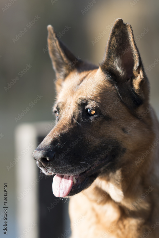 Glücklicher Deutscher Schäferhund lächelt am See der Sonne entgegen Glücklicher Deutscher Schäferhund lächelt am See der Sonne entgegen