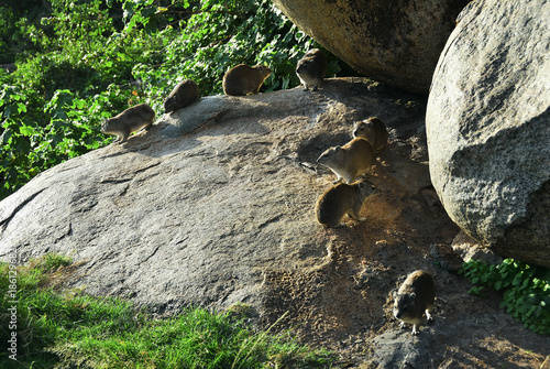 Rock Hyraks, Tanzania