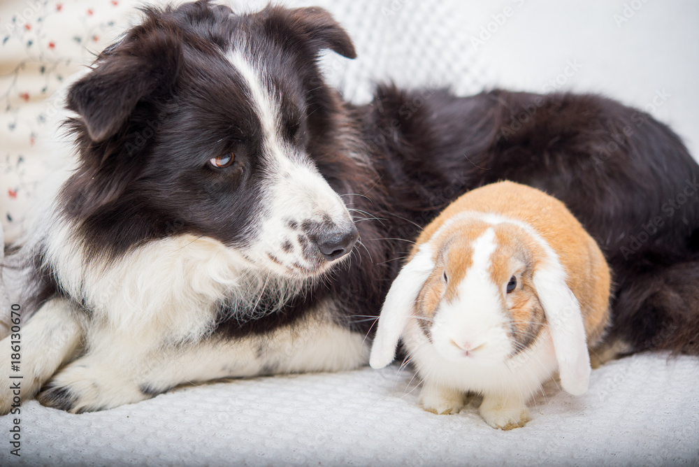 Dog and rabbit together - good friends in bed Stock Photo | Adobe Stock