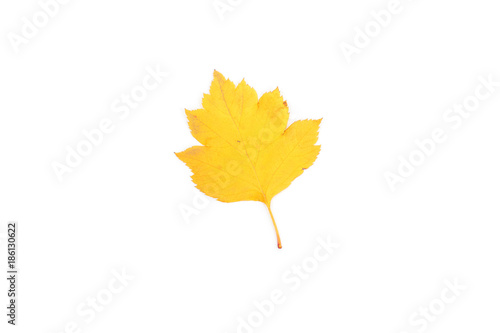 Yellow maple leaf