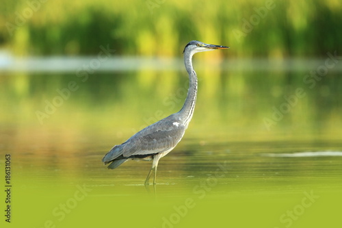 Ardea cinerea. The wild nature of the Czech Republic. Spring Glances. Beautiful nature of Europe. Big bird in water. Green color in the photo. Nice shot. © Michal