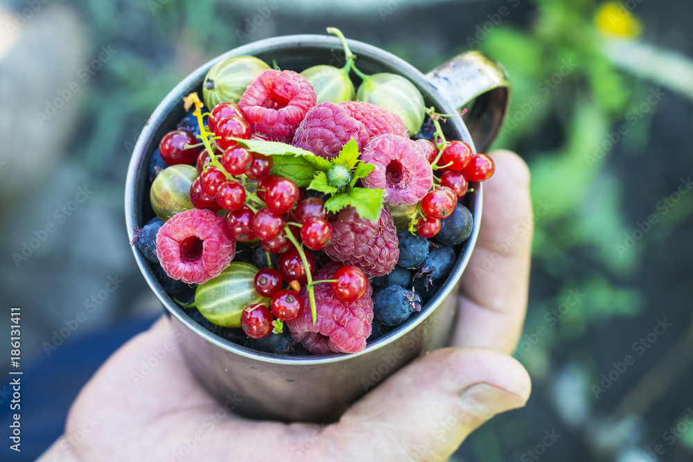 Berries. Ripe beautiful berries in the hands of a farmer. Raspberries, gooseberries, red currants, blueberries, mint.