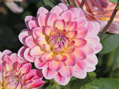 Fototapeta Naklejka Na Ścianę i Meble -  Dahlien, Dahlias