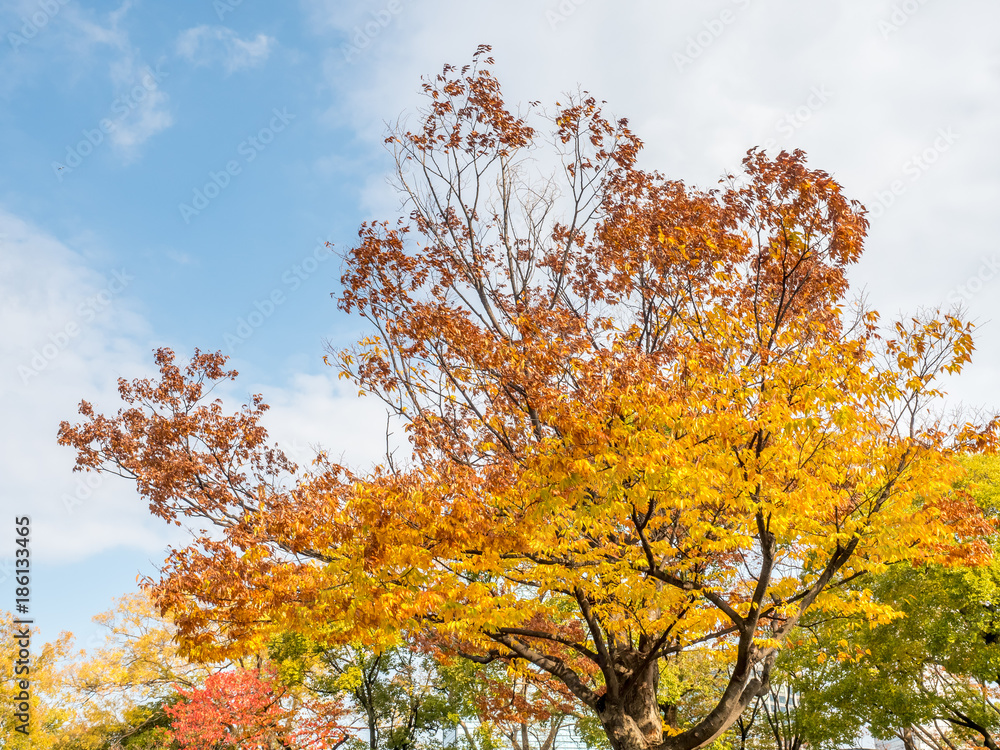 Orange and yellow leaves tree, ginkgo and maple tree, in autumn season under cloudy blue sky