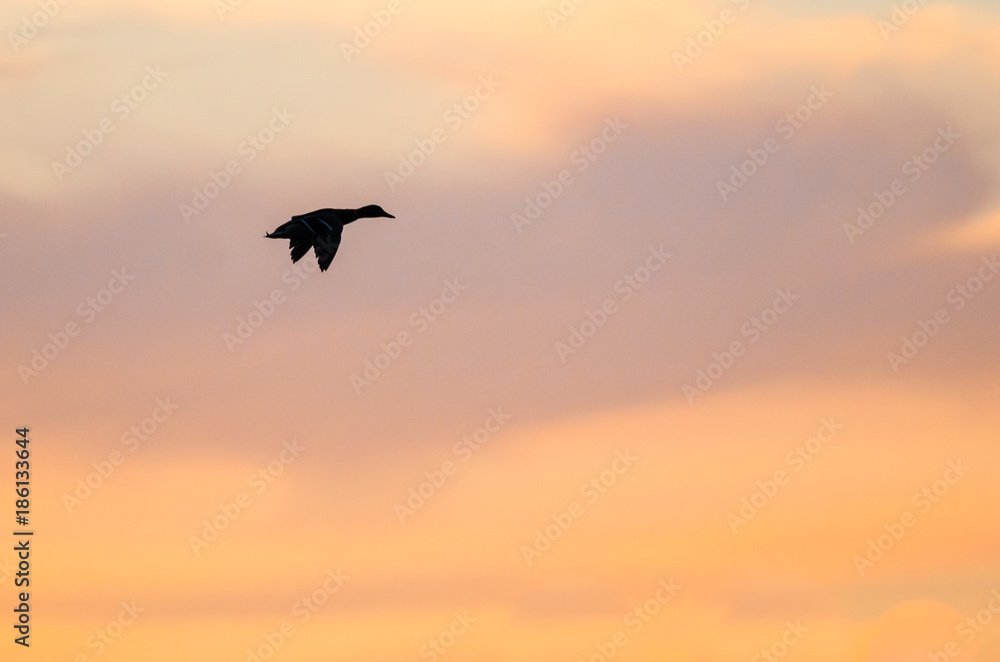 Obraz premium Silhouetted Duck Flying in the Beautiful Sunset Sky