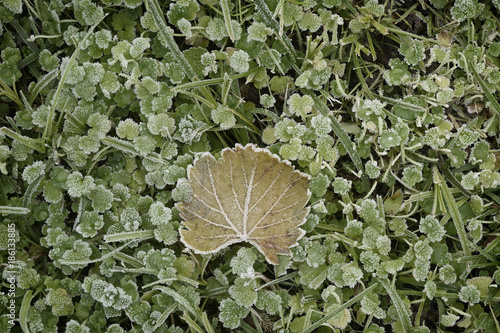 icy leaf on green lawn
 photo
