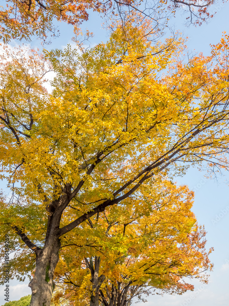 Orange and yellow leaves tree, ginkgo and maple tree, in autumn season under cloudy blue sky Orange and yellow leaves tree, ginkgo and maple tree, in autumn season under cloudy blue sky
