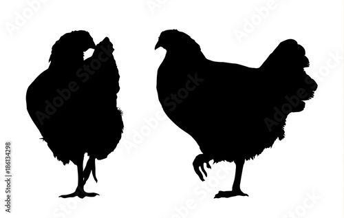 Vector silhouette of walking hen - side and front, isolated on white background